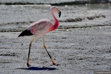 Bolivia te espera! Часть 5