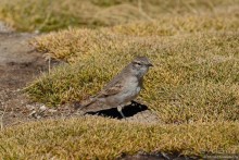 Bolivia te espera! Часть 5