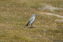 Bolivia te espera! Часть 5