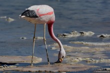 Bolivia te espera! Часть 5