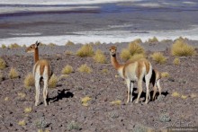 Bolivia te espera! Часть 5