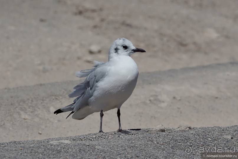 Bolivia te espera! Часть 5