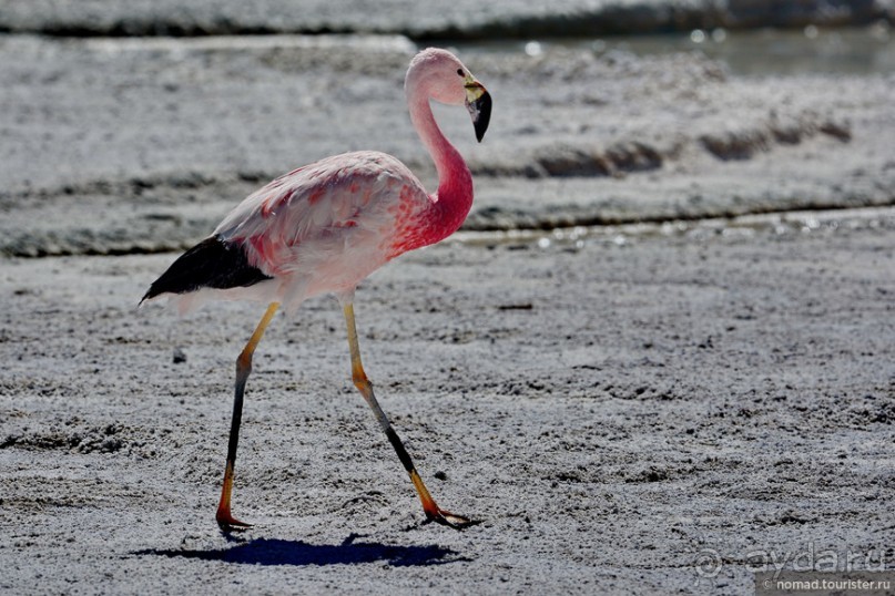 Bolivia te espera! Часть 5