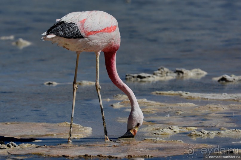 Bolivia te espera! Часть 5