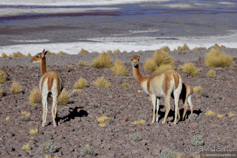 Bolivia te espera! Часть 5