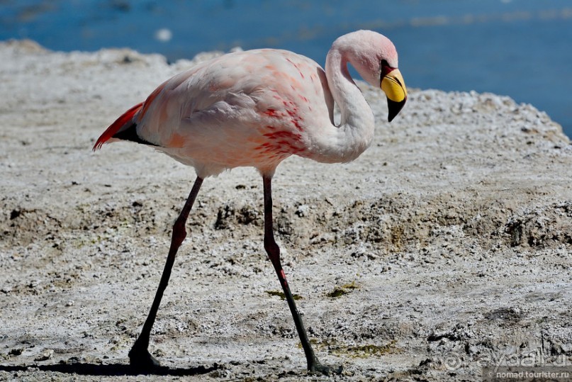 Bolivia te espera! Часть 5