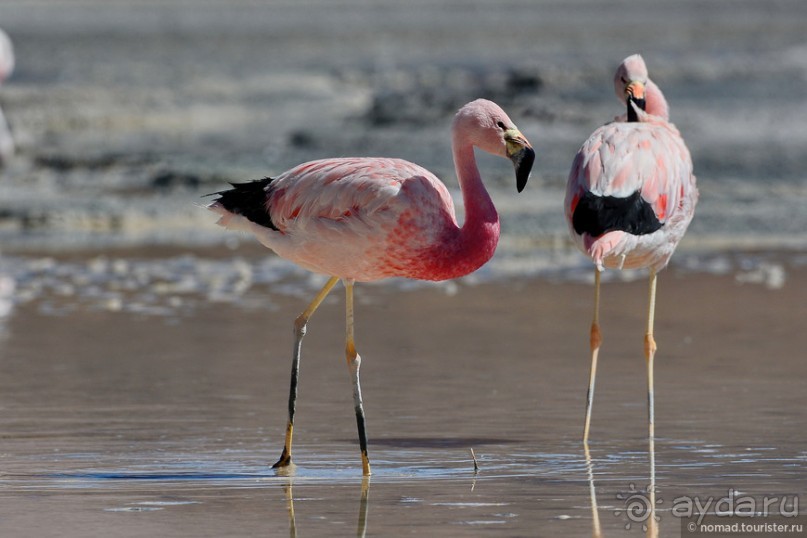 Bolivia te espera! Часть 5