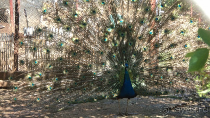 зеленая сказка.