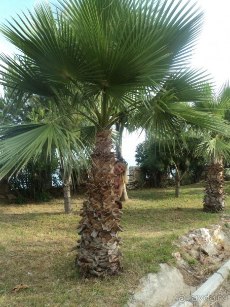 зеленая сказка.