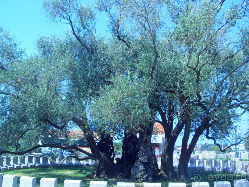 фото Garni Hotel Meduza