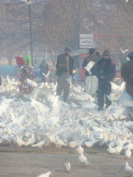 Альбом отзыва " Афганский январь"