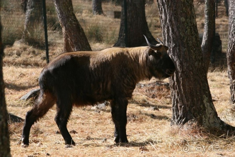 Игрушечное королевство громового дракона