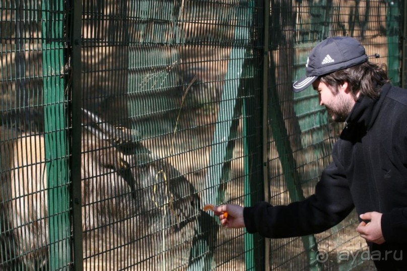 Игрушечное королевство громового дракона