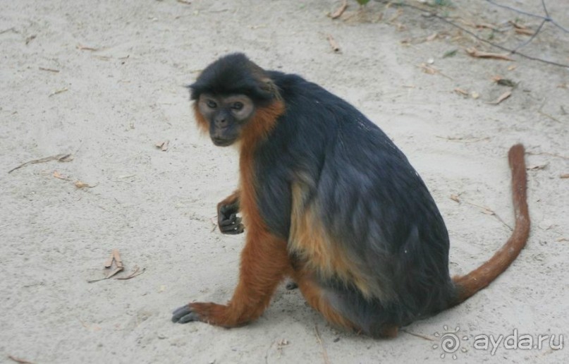 Серекунда туристическая. Вяленая рыба и другие животные