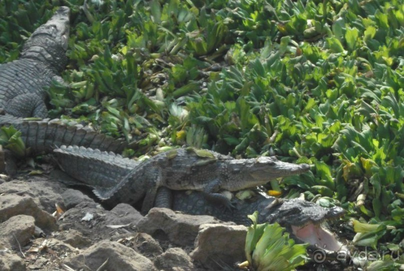 Серекунда туристическая. Вяленая рыба и другие животные