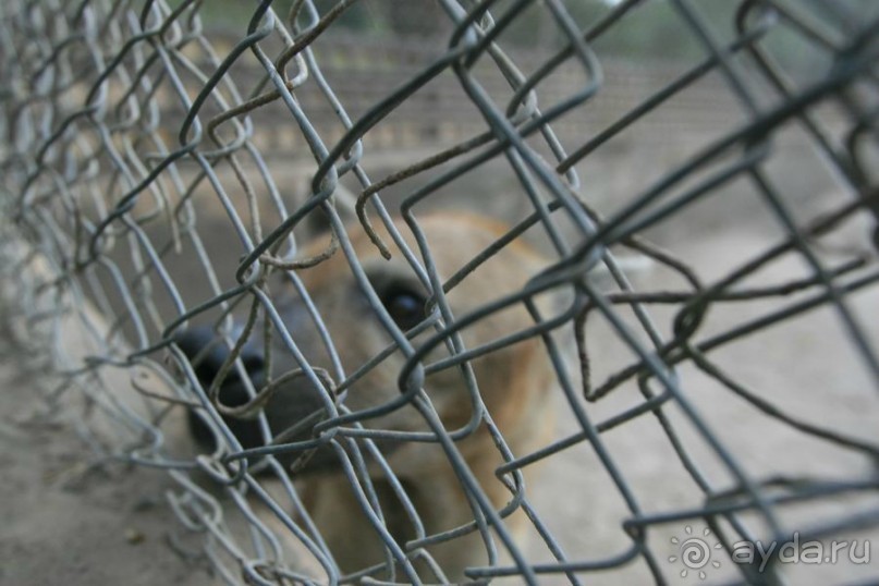 Серекунда туристическая. Вяленая рыба и другие животные