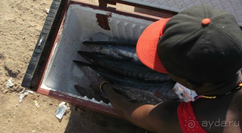 Серекунда туристическая. Вяленая рыба и другие животные