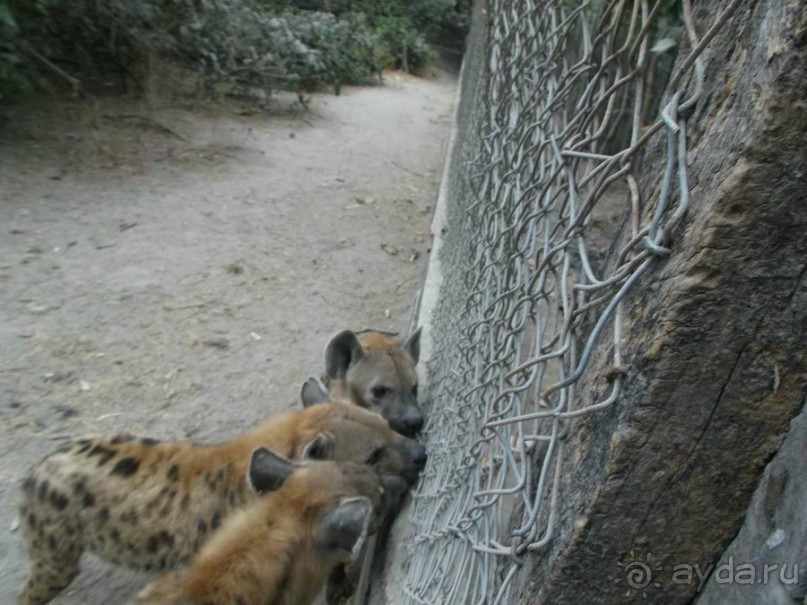 Серекунда туристическая. Вяленая рыба и другие животные