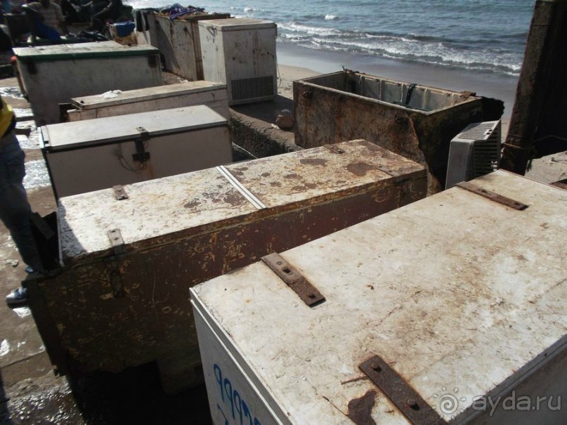 Серекунда туристическая. Вяленая рыба и другие животные