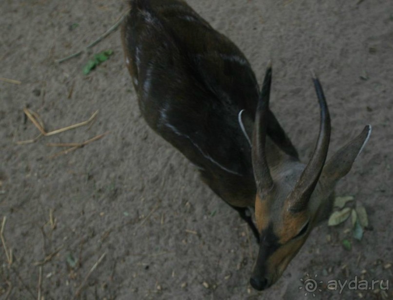 Серекунда туристическая. Вяленая рыба и другие животные
