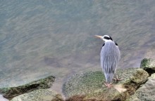 Хиросима, Миядзима