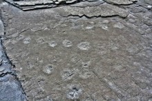 Следопыты юрского периода