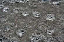 Следопыты юрского периода