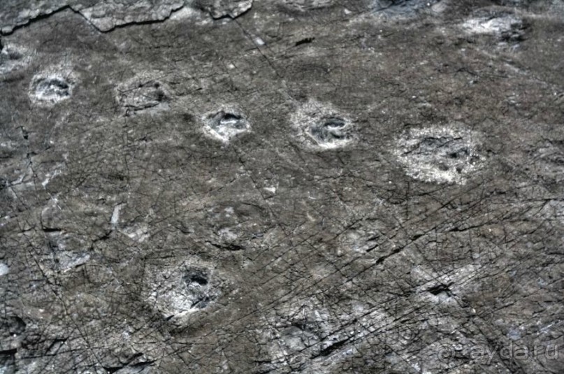 Следопыты юрского периода