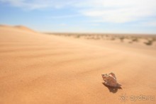 Мавританские развлечения