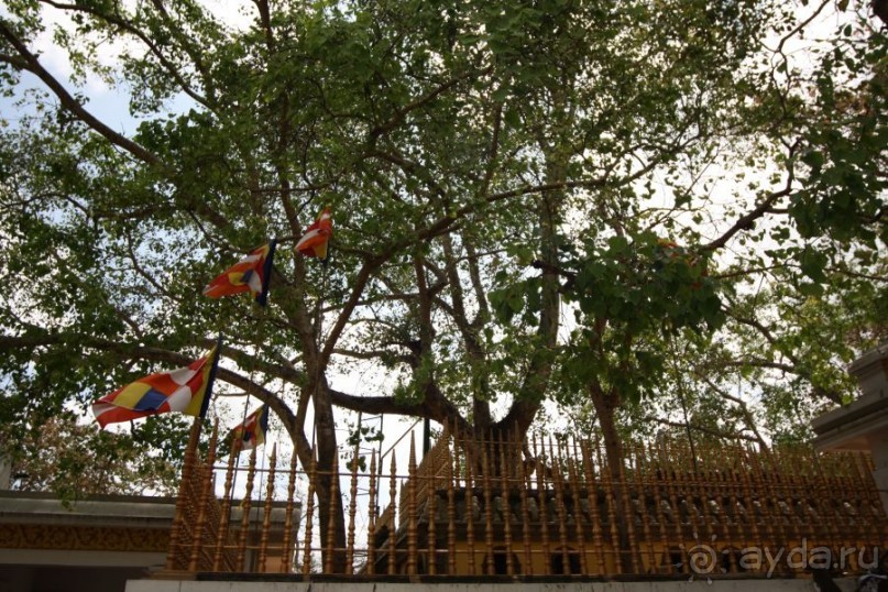 Золотое кольцо Цейлона. Анурадхапура,Коломбо