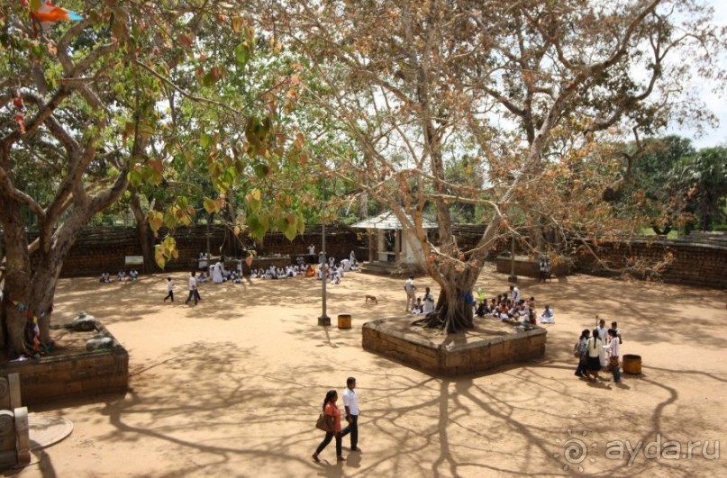 Золотое кольцо Цейлона. Анурадхапура,Коломбо