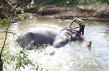 Золотое кольцо Цейлона. Сигирия