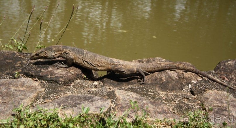 Золотое кольцо Цейлона. Сигирия