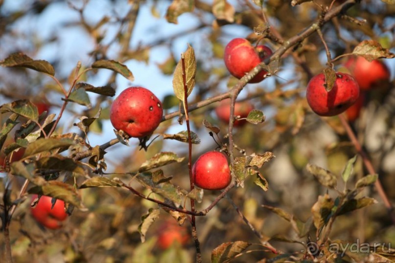 Белая Русь. Зона отчуждения и костел иезуитов