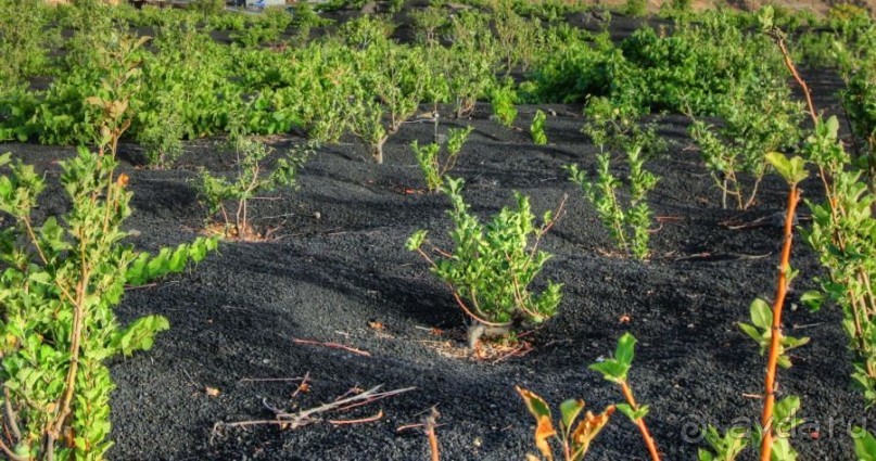 Гора по имени Огонь