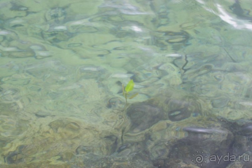 Погружение в Палау