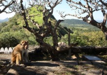 Золотое кольцо Цейлона. Дамбулла