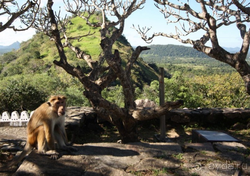 Золотое кольцо Цейлона. Дамбулла
