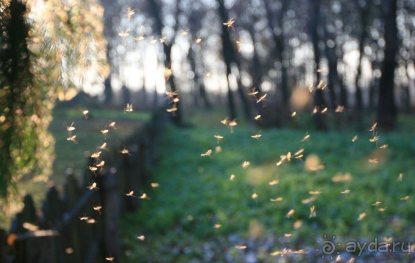 Белая Русь. Красный Берег