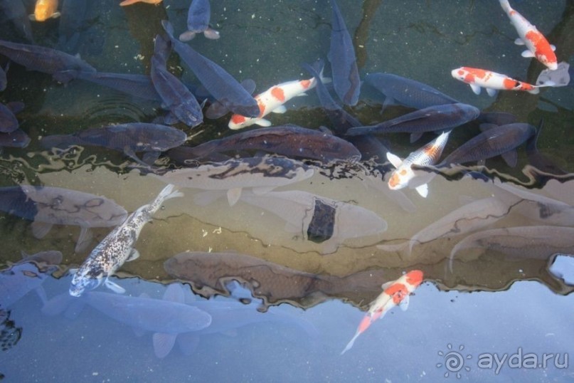 Тысяча тории Цувано