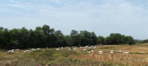 Вторая беда западной Африки