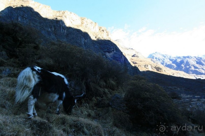 Огромный маленький Лангтанг. Подъем