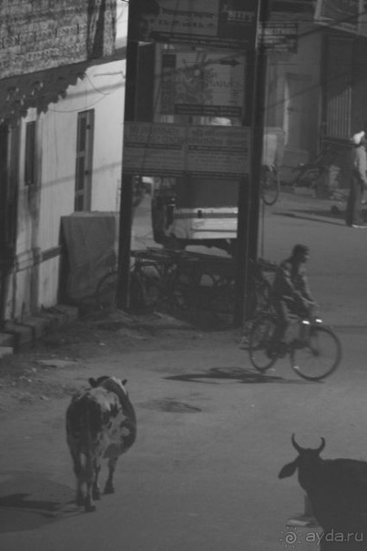 Фотодоклад Юкио Мисимы императору