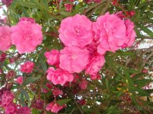 Солнечный остров Родос