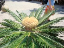 Солнечный остров Родос