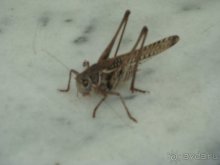 Солнечный остров Родос