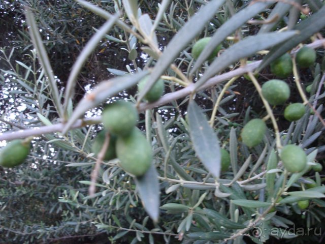 Солнечный остров Родос