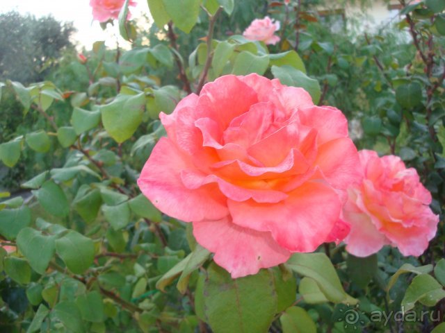 Солнечный остров Родос