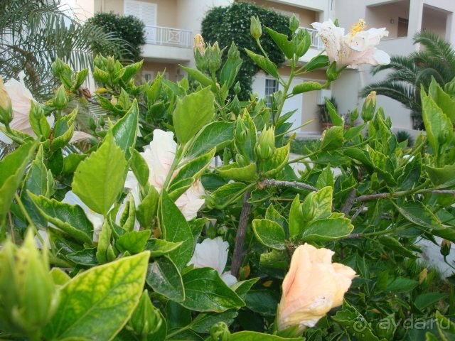 Солнечный остров Родос