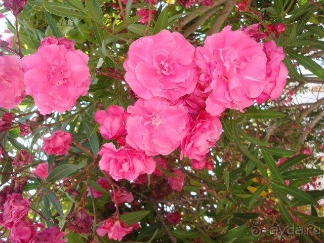 Солнечный остров Родос